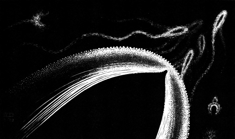 DolphinsinPhosphorescentSea-1